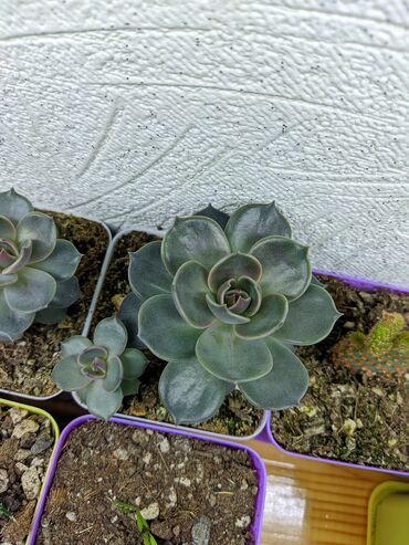 Otaq bitkiləri: Sukkulentlər. Sağlam və dözümlü bitkilərdi. Uzun müddət susuz qala — 29