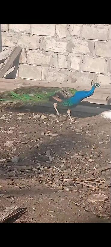 Tovuz quşları: Salam,super saqlam Tavusquşular satilir erkeyde var dişide aylari 7,8 — 1