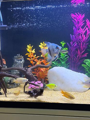 balaca akvarium qiymeti: 6manat qiymet birine aiddi tam saglam baliqlardi — 4