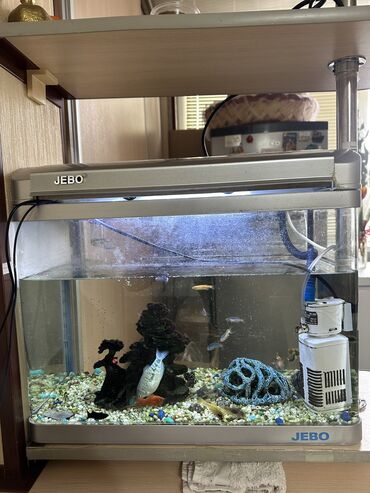 аквариум рыбки: Срочно! Продаю Аквариум на 40 литров с рыбками, со всеми необходимыми