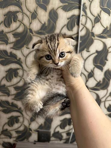 Pişiklər: Şotland, Erkək, Dişi, Yaxşı əllərə, Ödənişli çatdırılma, Ünvandan götürmə, Rayonlara çatdırılma — 9