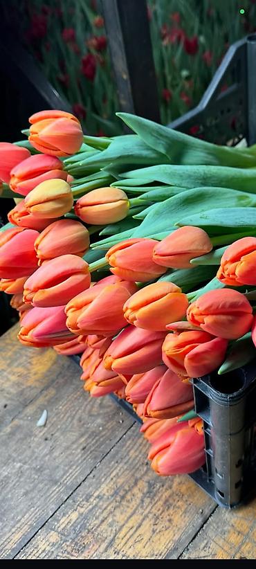 Цветы и букеты: Тюльпаны с теплицы — срезка свежего дня. - Ассортимент: однотонные и — 10