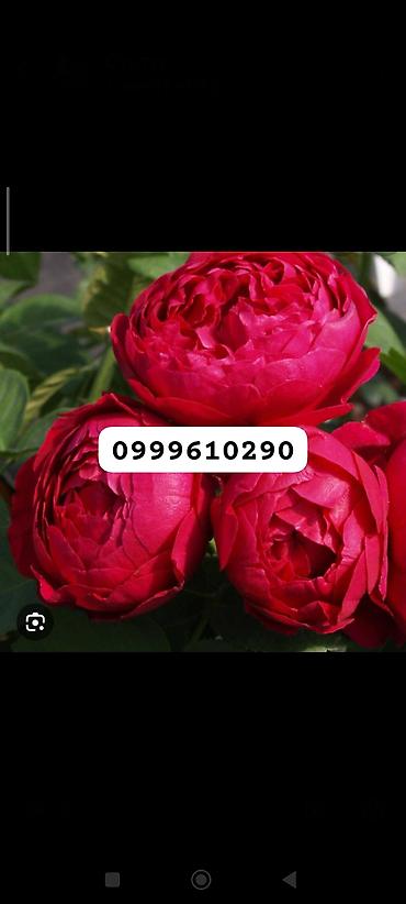 Rose saplings: Саженцы роз в контейнерах - Ассортимент садовых роз (разные сорта и — 3