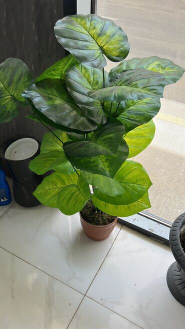 Süni güllər: 50 man baslayan qiymetler — 12