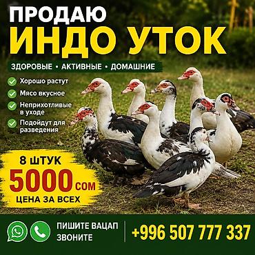 простые птички: Продаю Отличных уток . 7 штук взрослых утят и Сама утка . В общем 8 — 4