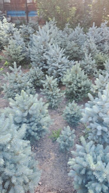 Декоративные деревья: Саженцы деревьев: Ели — 8