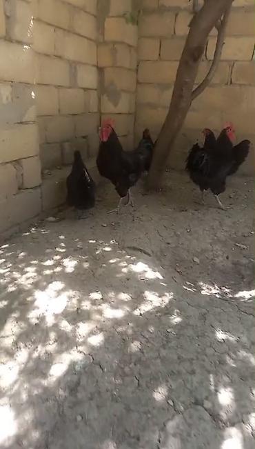 cuce ve xoruz temsili: Avstralop ailesi 8 eded 6 fere 2 xoruz yumurtayırlar arginal — 4