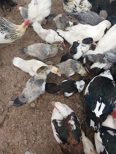 dovsan sekli: Muscovy ördəkləri (indoutka) – müxtəlif rəng çeşidləri ilə qarışıq — 2