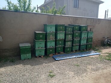 Другие животные: Продаются улики Дадан 2х корпусные12рамочные.фанера 1.8мм+кормушки