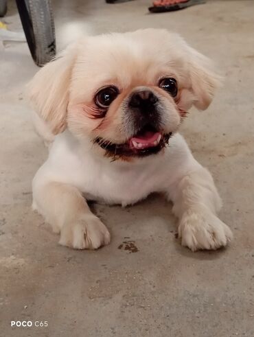 itləri: Pekines, 1 il, Erkek, Peyvəndli, Ünvandan götürmə, Ödənişli çatdırılma