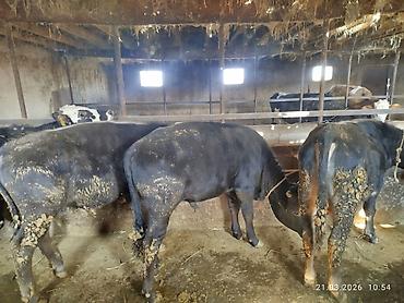 Коровы, быки: Продаю | Бык (самец) | На откорм — 9