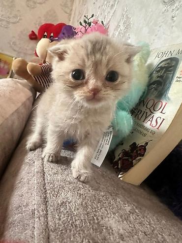 Pişiklər: Yaxşı əllərə — 8