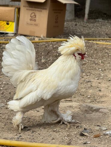 купить домашних курей: Продам пару султанок