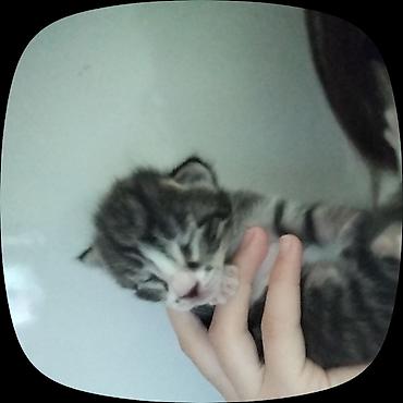 купить мейн кун: 🐱 Котята в добрые руки! Отдам котят в добрые руки ❤️ Котята — смесь с — 2