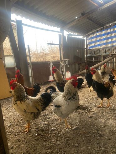 Куры, петухи: Продаю | Куры, Петух | Домашняя | На забой, Для разведения, Несушки — 2