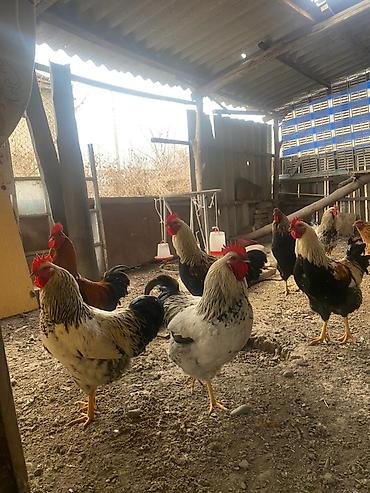 Куры, петухи: Продаю | Петух, Куры | Домашняя | На забой, Для разведения, Несушки — 17