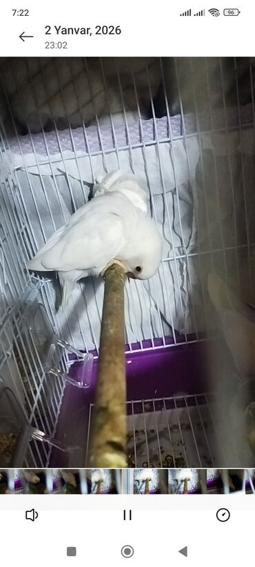 Tutuquşları: Məhsul: Agapornis (sevgi tutuquşuları) – müxtəlif rəng mutasiyaları — 10