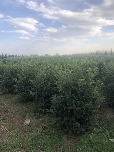 Şitillər: Dekartiv və meyvə ağacları istenilen sayda ve istenilen növde var — 5