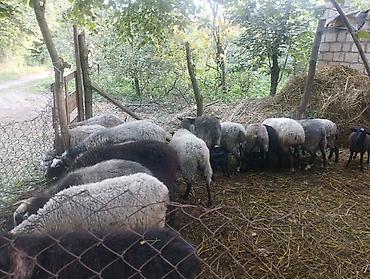 sirin pisik sekilleri: Salam olsun hamıya Ramanov qoyunları satılır hamsi saxlam super — 1