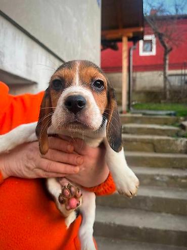 Psi: Bigl štenci Prodajem prelepe rasne štence rase Bigl, oštenjene — 10