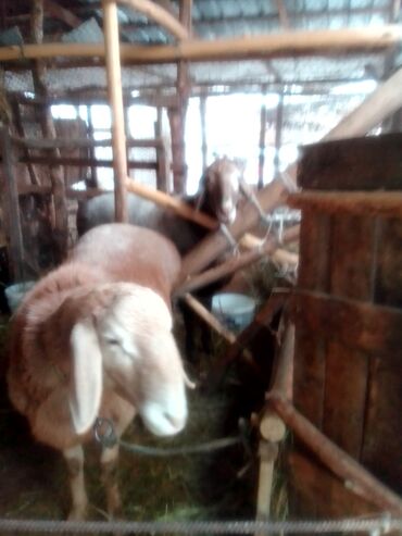 Козы, козлы: Продаю | Козлёнок | Для разведения — 11