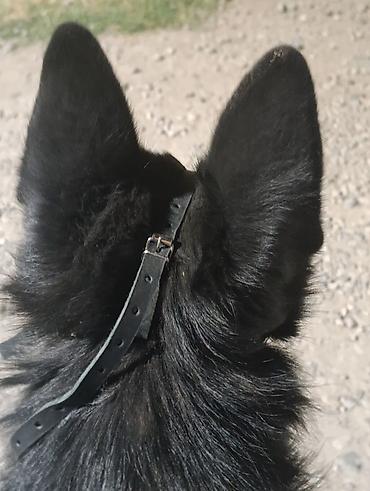 Продажа собак: Немецкая овчарка, 2 года, Самец — 27