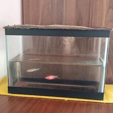 inek sagan aparat: Balıqlarla birlikdə, 7 l, Ünvandan götürmə — 3