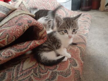 шотландская длинношерстная кошка цена: Котята, помет из нескольких малышей. - Окрас: тигрово-белые (табби с