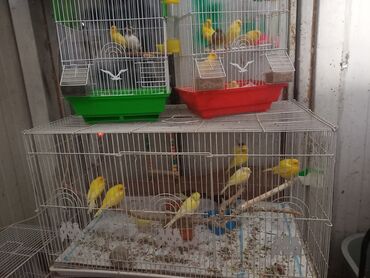 клетка для попугая купить: Sarı və qarışıq rəngli kanareyka quşları – müxtəlif qəfəslərdə - Bir
