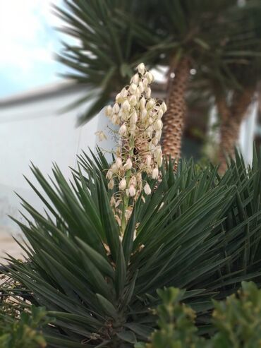 Həyət evləri və villaların satışı: Həyət evləri və villaların satışı — 19