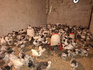 Tutuquşları: Digər quşlar — 3