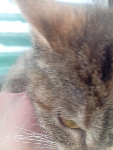 Отдам даром кошку: 4 месяца, Девочка — 5