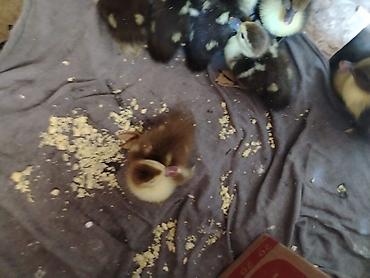 labrador balasi: Lal ordek balasi unvan Bineqedi — 2