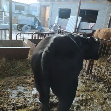 Коровы, быки: Продаю | Бык (самец) | Бельгийская | Для разведения | Искусственник