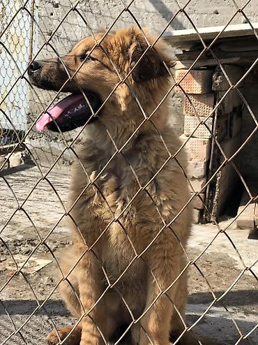 Продажа собак: Овчарка, 4 месяца, Самка — 3