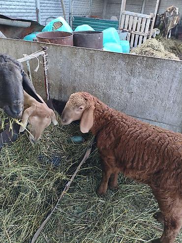 Баран, овца: Продаю | Баран (самец) | Для разведения — 5