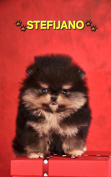 Psi: Pomeranac Boo. NOVO! Ekskluzivni dugo ocekivani stenci pomeranca u — 4