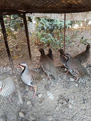 куропатка кыргызча: Каменные куропатки (Alectoris chukar) - Домашнее разведение в вольере — 1