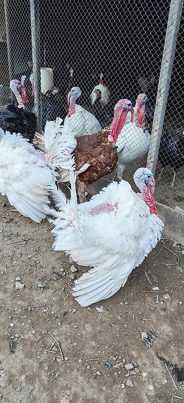 amerkan akita: Erkək, Kanada, Damazlıq, Ünvandan götürmə — 6