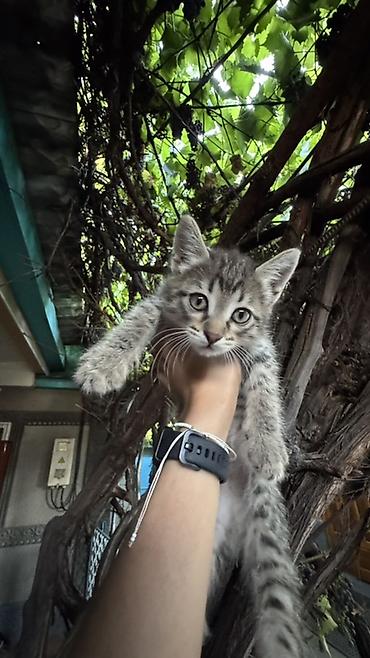 котят ош: Отдаем котят в добрую и любящую семью. Котята приучены к лотку и — 3