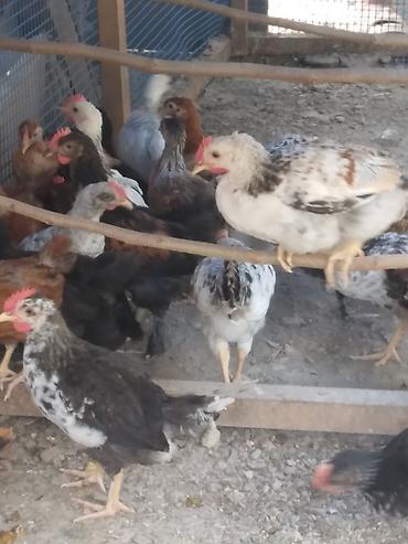 brama cuceler: Salam kənd cűcələri satlır 30 ədəddir 50 gűnlűkdűrlər çoxu xoruzdur — 1