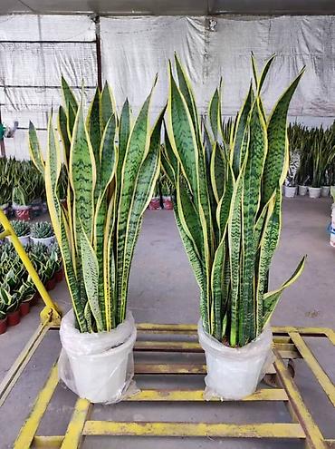 Лилии: Кливия (Clivia miniata) в горшке - Эффектное комнатное растение с — 16