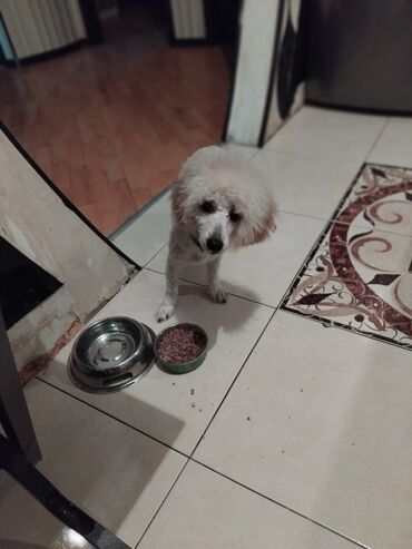 İtlər: Pudel — 33