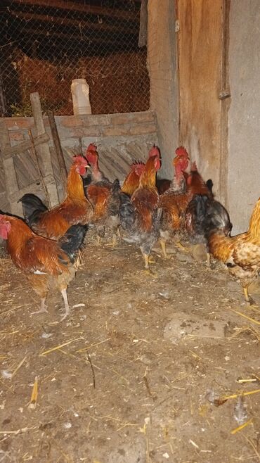 Xoruzlar: Məhsul: Yerli xoruz sürüsü Təsvir: - Şəkillərdə müxtəlif rəng və — 12