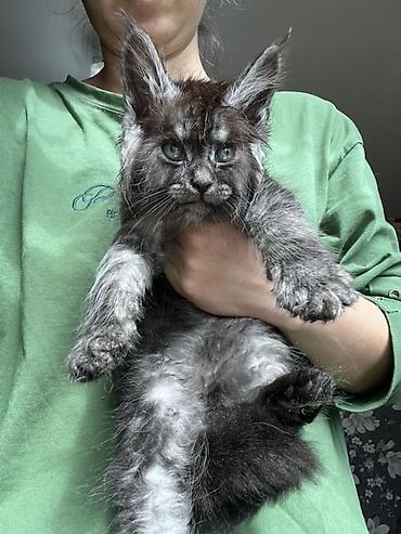 Продажа кошек: Предлагается эксклюзивные мощные котята породы мейн-кун. Эти котята — 10