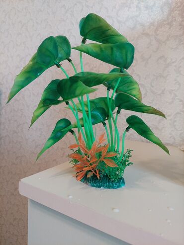 Akvariumlar: Dördbucaq akvarium, Balıqlarla birlikdə, 40 l, Ünvandan götürmə — 7