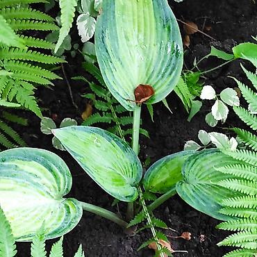 Hydrangea saplings & cuttings: Садовые цветы — 7