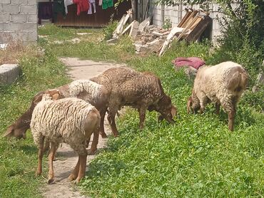 Бараны, овцы: Продаю | Овца (самка), Баран (самец) | На забой, Для разведения
