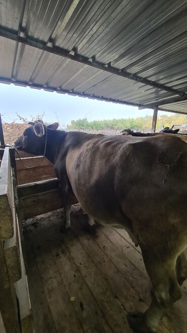 Коровы, быки: Продаю | Корова (самка) | Швицкая | Для разведения, Для молока