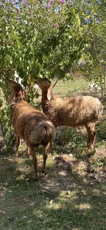 собаки рынок в бишкеке цены: 2 баш коозу кочкор сатылат баасы 17000 минден экооно 34000 мин